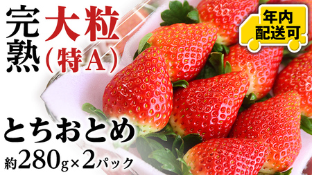 【12/15までの申込で年内にお届け！】完熟 とちおとめ 約280g×2パック 年内お届け 国産 いちご イチゴ 苺 果物 フルーツ 茨城県産 KEK[BC079sa]