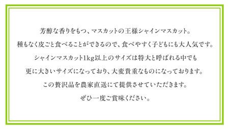 【2026年9月中旬発送開始】 極上 プレミアム シャインマスカット ２房 ( １房 1kg 以上) 数量限定 【茨城県共通返礼品／常陸太田市】 [DU023sa]