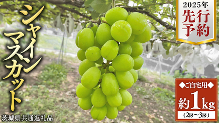 【2025年 先行予約 】シャインマスカット ご自宅用 約 1kg  ( 2房 ～ 3房 ) ( 茨城県共通返礼品 かすみがうら市 ) マスカット 葡萄 ぶどう ブドウ 歯ごたえ 甘み 香り 鈴木農園 [ED005sa]