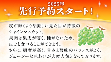 【2025年 先行予約 】シャインマスカット ご自宅用 約 1kg  ( 2房 ～ 3房 ) ( 茨城県共通返礼品 かすみがうら市 ) マスカット 葡萄 ぶどう ブドウ 歯ごたえ 甘み 香り 鈴木農園 [ED005sa]