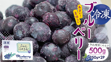 茨城県産 冷凍 ブルーベリー 合計 500g (250g×2袋)【2025年7月中旬から発送開始】 [DZ003sa]