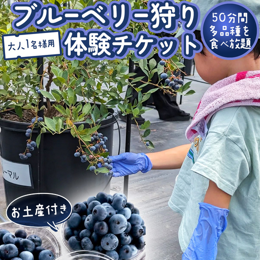 ブルーベリー狩り 体験チケット 《大人１名様プラン お土産付き》 [DZ006sa]