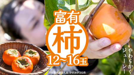 富有柿 12～16玉（茨城県共通返礼品：かすみがうら市） 【2026年11月中旬発送開始】 柿 かき 富有カキ ( 1箱 ) 果物 フルーツ くだもの カキ 富有かき 秋 旬 発送 産地直送 農家直送 産直 茨城県 [FF003sa]