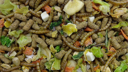 ハリネズミ テイストプラス 200g × 3袋 ハリネズミ 小動物用フード ペットフード おやつ 乳酸菌配合 [BU037sa]