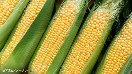【2026年先行予約】桜川市産 とうもろこし 品種おまかせ 約4kg[FJ001sa]	