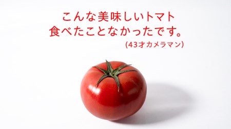 糖度9度以上 トマト 【 2025年収穫分 先行予約 】スーパーフルーツトマト 大箱 約2.6kg×1箱 （20～35玉/1箱） 2025年2月上旬発送開始 フルーツトマト とまと 野菜 [BC001sa]