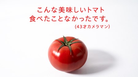 【2024年2月上旬発送開始】スーパーフルーツトマト 中箱 約1.2kg × 1箱 糖度9度以上 トマト とまと 野菜 [BC002sa]