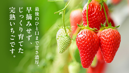 【 2026年1月上旬発送開始 】 完熟 やよいひめ 260g×4パック [BC007sa]