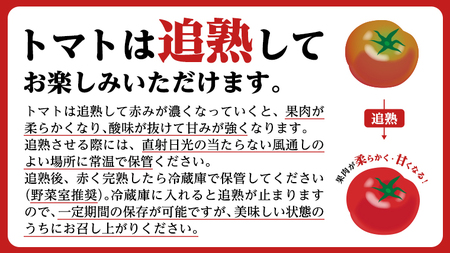 【2024年2月上旬発送開始】 フルーツトマト 大箱 約2.6kg  （20～35玉）×1箱 糖度7度以上 トマト とまと 野菜 [BC018sa]