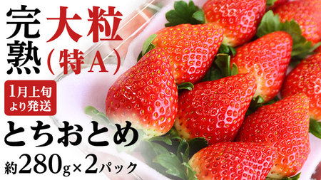 【 2025年1月上旬発送開始 】 完熟 とちおとめ 約280g×2P 国産 いちご イチゴ 苺 果物 フルーツ 茨城県産 KEK [BC025sa]