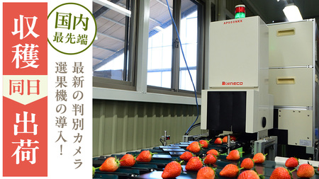 【 2026年1月上旬発送開始 】 完熟 かおり野 260g×4P [BC032sa]