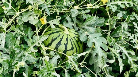 こだまスイカ　愛娘（１玉） 【2026年5月中旬より発送開始】  [BC031sa]