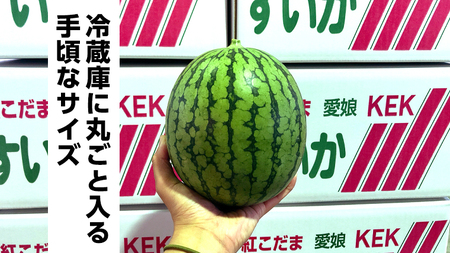 こだまスイカ　愛娘（１玉） 【2026年5月中旬より発送開始】  [BC031sa]