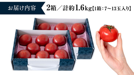 《 テレビで紹介 》【 2026年収穫分 先行予約 】 糖度9度以上 スーパーフルーツトマト てるて姫 小箱 約800g × 2箱 【7～13玉/1箱】  [BC036sa]