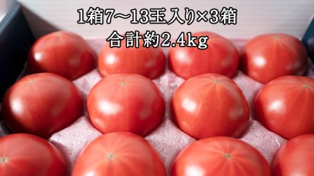 【2024年2月上旬発送開始】スーパーフルーツトマト てるて姫 小箱 約800g × 3箱 ( 7～13玉 )  糖度9度以上 ブランドトマト フルーツトマト トマト とまと てるてひめ 桜川市 茨城県桜川市 [BC037sa]