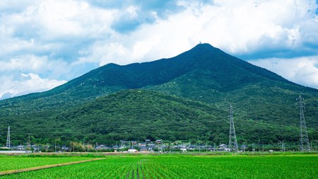半熟せんべい 5袋詰合せ クアトロセット 半熟カレーせん 半生しょうゆせん 半熟もんじゃ煎餅 半熟キャラメルせんべい カレー味  [AO008sa]