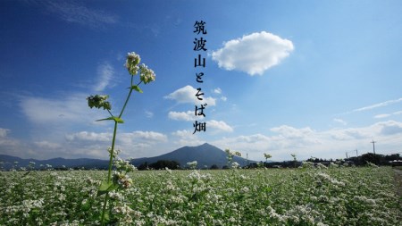 【常陸秋そば使用 手打ちそば 】 冷凍手打ちそば （桜パッケージ） 6人前 年越しそば 年越し 常陸秋そば そば ソバ 蕎麦 茨城県産 [AN008sa]