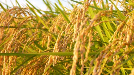 【 令和7年産 】 数量限定 桜川市産こしひかり 15kg（5kg×3袋）茨城県産 桜川 米 お米 白米 コメ ごはん 精米 コシヒカリ こしひかり 国産 限定 [AX006sa]