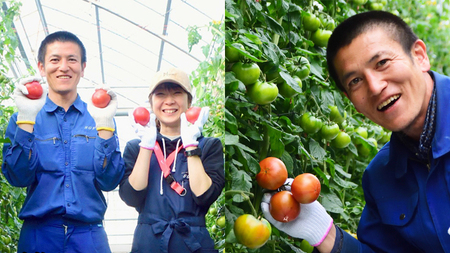 《 2026年収穫分 先行予約 》《 3回 定期便 》 糖度7度以上 フルーツトマト 大箱 約2.6kg × 1箱 × 3回  [BC053sa]