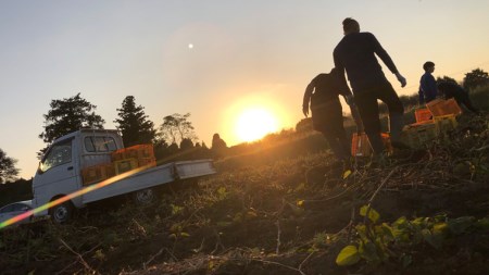  【 2024年11月以降発送 】 茨城県産 さつまいも 5kg （ シルクスイート ） サツマイモ さつま芋 産地直送 産直 焼き芋 焼いも 芋 いも イモ 野菜 国産 熟成 甘い 桜川市 [BC054sa]