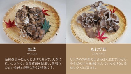 きのこ の 詰め合わせ Mサイズ 約1500g【茨城県共通返礼品 城里町】 キノコ 舞茸 あわび茸 たもぎ茸 しいたけ 花びら茸 [CX002sa]