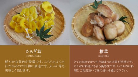 きのこ の 詰め合わせ Mサイズ 約1500g【茨城県共通返礼品 城里町】 キノコ 舞茸 あわび茸 たもぎ茸 しいたけ 花びら茸 [CX002sa]