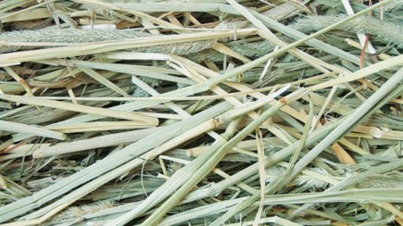 アニマルファーム おいしい牧草 900g×3袋 [BU012sa]