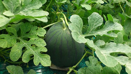 黒こだま すいか 4～5玉 《2026年7月上旬から発送開始》 [BQ001sa］