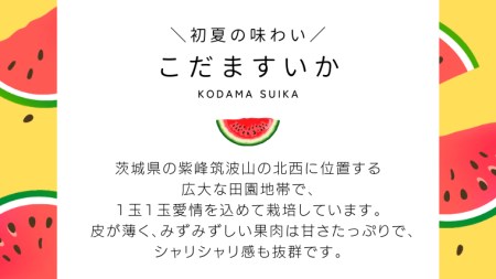 こだま すいか 2玉 【2024年5月中旬から発送開始】 小玉すいか こだますいか 小玉 スイカ 西瓜 果物 フルーツ 茨城 農家直送 産地直送 [BQ016sa]