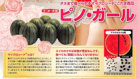 こだますいか ピノガール 4～5玉 《2026年5月中旬から発送開始》 [BQ017sa]