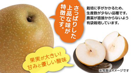 王秋梨 約3kg 4玉～6玉 (茨城県共通返礼品:城里町) 2026年 [CO009sa]