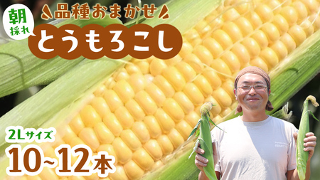 【2024年 先行予約】 茨城県 桜川市産 農家直送 朝採れ とうもろこし 10～12本 約4kg 2Lサイズ以上  ( 2024年7月上旬発送開始 )  朝採れ おおもの ゴールドラッシュ ゴールドラッシュネオ ゴールデンタイム サニーショコラ  JGAP とうもろこし [DD001sa]