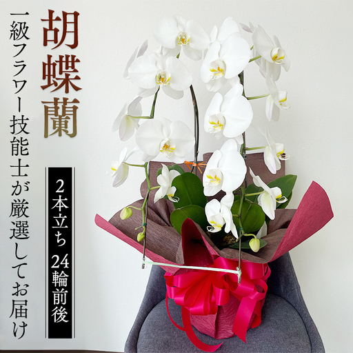 胡蝶蘭 2本立ち 24輪前後 プロが選んでお届け 胡蝶蘭  [CY001sa]