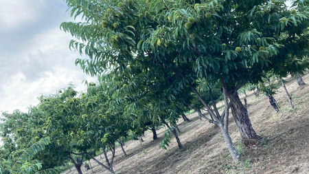 【2025年9月上旬発送開始】鶴沼 の 栗 1kg  (茨城県共通返礼品／石岡市)  和栗 国産栗 くり 栗 生栗 オーガニック肥料 果じゅまる園 先行予約 [DQ001sa]