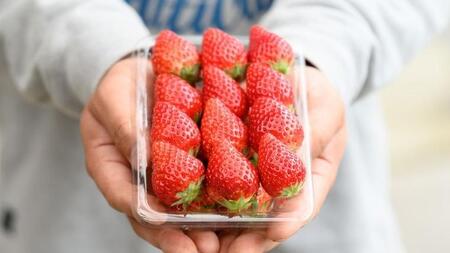 【 2026年 先行予約 】いばらキッス(4パック×1箱)（茨城県共通返礼品／常陸太田市）  [DY001sa]