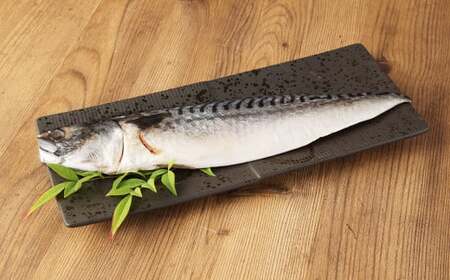 【3ヶ月定期便】とんでもない鯖真空パック4枚×3回 合計12枚