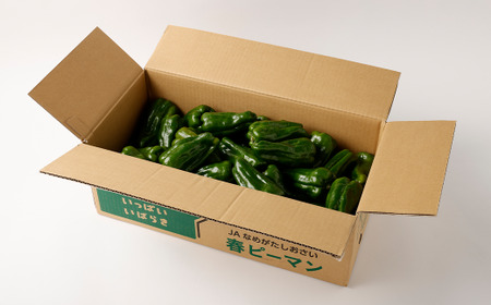 AY-2 丸ごと食べられる!波崎ジャンボピーマン 4kg(約70個入り) 野菜 やさい ピーマン おかず 炒め物 丸焼き 国産