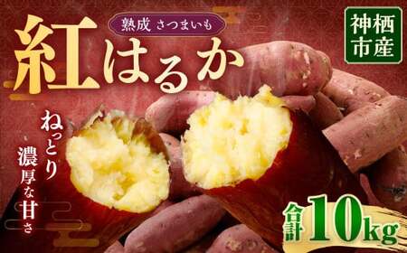 “熟成” 茨城県産 神栖市産 さつまいも 【 紅はるか 】 約10kg  芋 いも サツマイモ 野菜 やさい 国産
