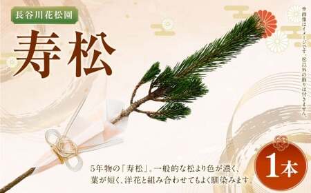 【2025年10月上旬～2026年3月下旬迄発送予定】寿松 1本 松 5年物 ハウス栽培 お正月 お祝い 引き出物 御中元 プレゼント