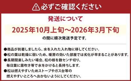 【2025年10月上旬～2026年3月下旬迄発送予定】寿松 1本 松 5年物 ハウス栽培 お正月 お祝い 引き出物 御中元 プレゼント