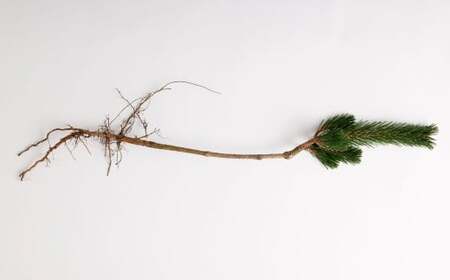 【2025年10月上旬～2026年3月下旬迄発送予定】寿松 1本 松 5年物 ハウス栽培 お正月 お祝い 引き出物 御中元 プレゼント