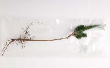 【2025年10月上旬～2026年3月下旬迄発送予定】寿松 1本 松 5年物 ハウス栽培 お正月 お祝い 引き出物 御中元 プレゼント