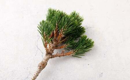 【2025年10月上旬～2026年3月下旬迄発送予定】白寿松 1本 寿松 松 5年物 ハウス栽培 お正月 お祝い 引き出物 御中元 プレゼント