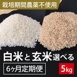 【2026年9月下旬発送開始】【6ヶ月定期便】★栽培期間農薬不使用★こしひかり 5kg(白米または玄米)｜米 お米 こめ こしひかり コシヒカリ 令和8年産 R8年産 新米 白米 玄米 選べる 定期便 農薬不使用 茨城県 行方市(BI-101)