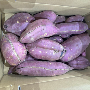 【2025年11月下旬より順次発送】【訳あり】行方かんしょ「紅優甘」さつまいも約5kg(洗い・不揃い)｜さつまいも サツマイモ さつま芋 お芋 紅優甘 行方かんしょ 訳あり わけあり 訳アリ 茨城県 行方市(AE-94)