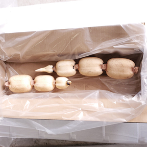 2025年9月中旬より順次発送】【希少】【洗い】「横瀬農園の有機