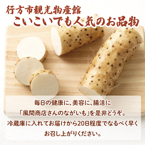 【2025年12月より順次発送】風間商店さんのながいも 約2kg(6~7本)|ながいも いも 芋 長芋 野菜 やさい 人気 美容 健康 腸活 味噌汁 天ぷら 茨城県 行方市 行方市産(HO-1)