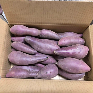 【2026年1月上旬より順次発送】★訳あり★無選別「はるかにおいしいさつまいも」EMそだち紅はるか 約5kg｜さつまいも 芋 サツマイモ 紅はるか 訳あり わけあり ワケアリ 先行予約 EM 栄養 焼き芋 蒸かし芋 天ぷら 大学芋 茨城県 行方市(HH-1)