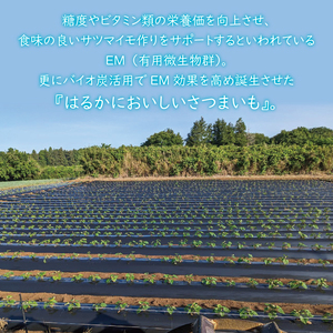 【2026年1月上旬より順次発送】★訳あり★無選別「はるかにおいしいさつまいも」EMそだち紅はるか 約5kg｜さつまいも 芋 サツマイモ 紅はるか 訳あり わけあり ワケアリ 先行予約 EM 栄養 焼き芋 蒸かし芋 天ぷら 大学芋 茨城県 行方市(HH-1)