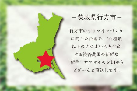 2024年度産 鮮やかな黄色のさつまいも　ひめあやか　約10kg(BZ-5)